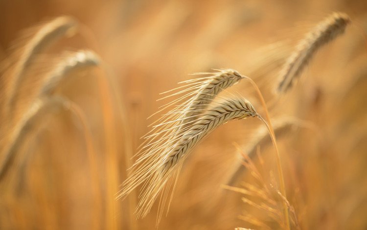 природа, макро, фон, поле, лето, зерна, колосья, пшеница, nature, macro, background, field, summer, grain, ears, wheat