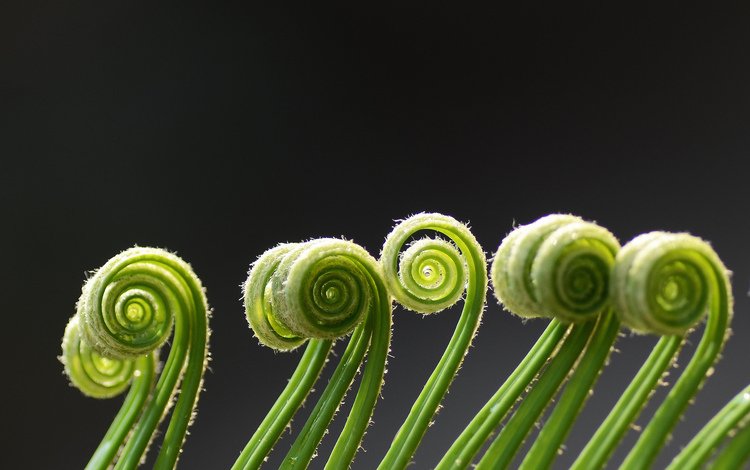 макро, зеленые, завитки, спираль, растение, усики, папоротник, macro, green, curls, spiral, plant, antennae, fern