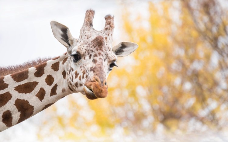 морда, фон, пятна, уши, жираф, рожки, face, background, spot, ears, giraffe, horns