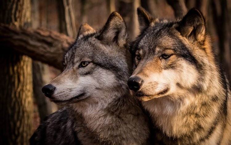 морда, хищник, серые, пара, семья, волки, волк, face, predator, grey, pair, family, wolves, wolf