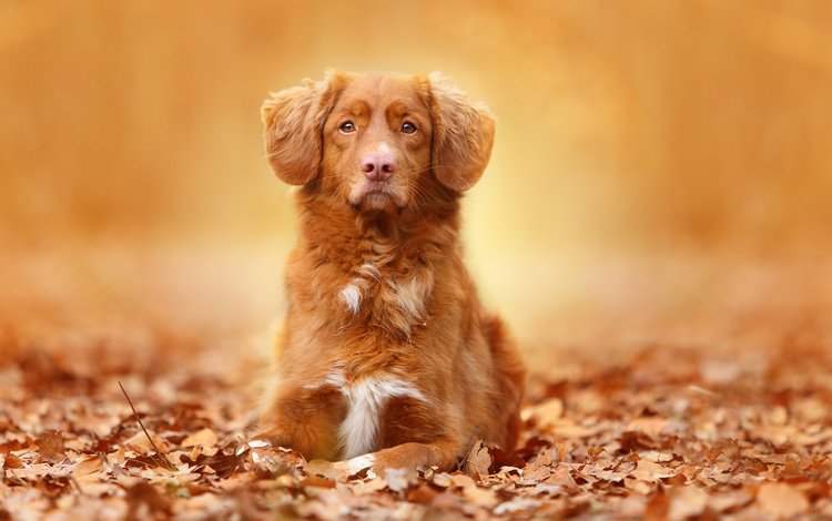 глаза, морда, листья, взгляд, осень, собаки, ретривер, eyes, face, leaves, look, autumn, dogs, retriever