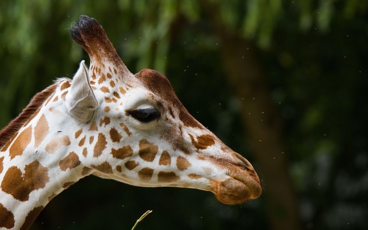 морда, фон, пятна, профиль, уши, жираф, рожки, face, background, spot, profile, ears, giraffe, horns