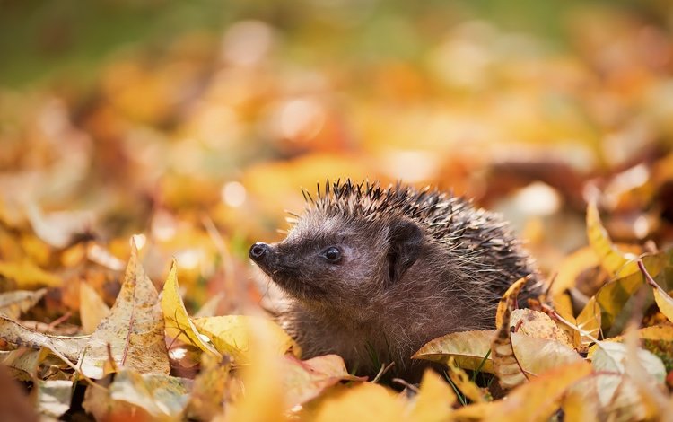 морда, природа, листья, осень, ежик, иголки, еж, face, nature, leaves, autumn, hedgehog, needles