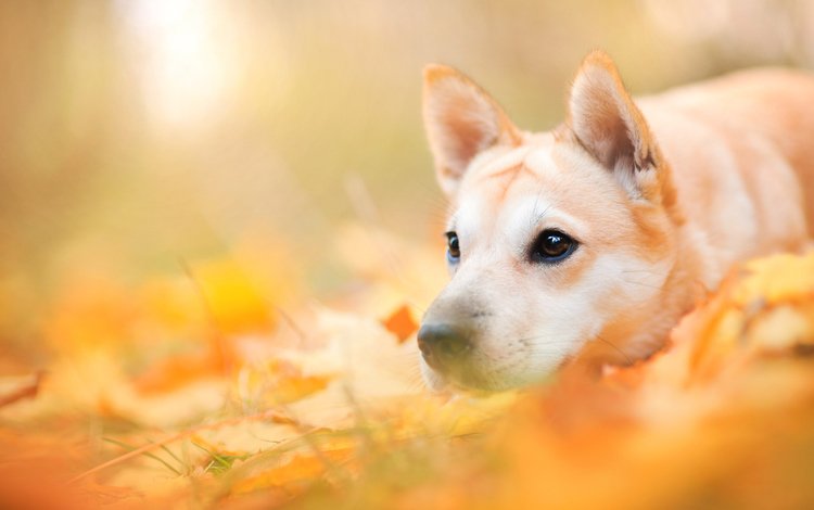 морда, природа, листья, осень, собака, пес, face, nature, leaves, autumn, dog