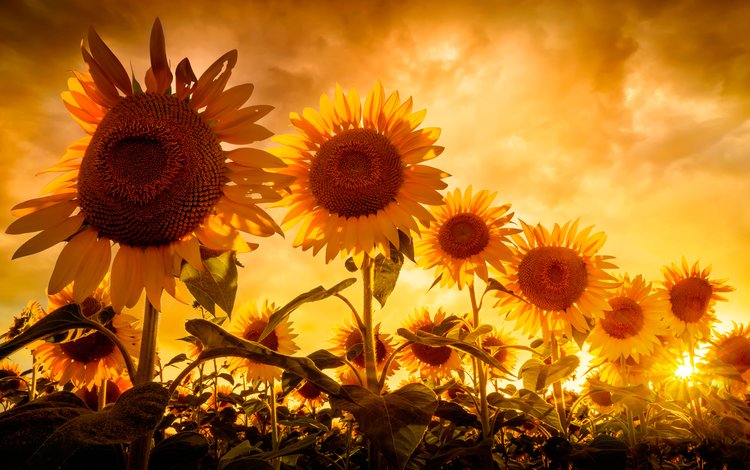 небо, цветы, солнце, поле, подсолнухи, the sky, flowers, the sun, field, sunflowers
