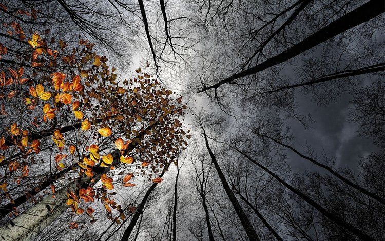 небо, деревья, лес, тучи, стволы, осень, the sky, trees, forest, clouds, trunks, autumn