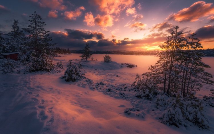 небо, облака, деревья, снег, лес, закат, зима, сумерки, the sky, clouds, trees, snow, forest, sunset, winter, twilight