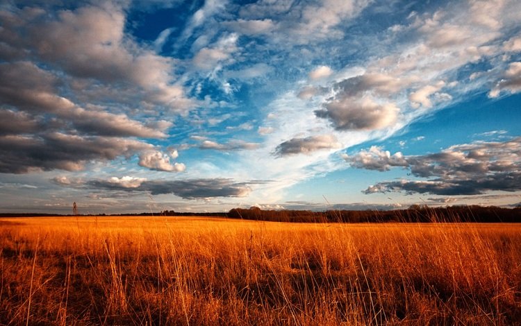 небо, трава, облака, поле, the sky, grass, clouds, field