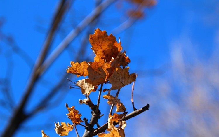 небо, ветка, природа, листья, фон, осень, дуб, the sky, branch, nature, leaves, background, autumn, oak