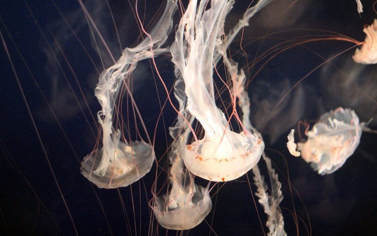 океан, медузы, подводный мир, щупальцы, подводная, the ocean, jellyfish, underwater world, the tentacles, underwater