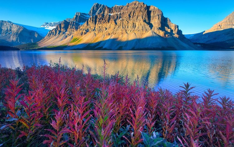 цветы, озеро, горы, канада, альберта, национальный парк банф, flowers, lake, mountains, canada, albert, banff national park