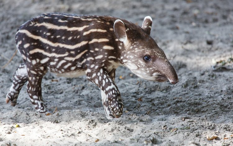 пятна, животное, нос, лапки, детеныш, тапир, spot, animal, nose, legs, cub, tapir