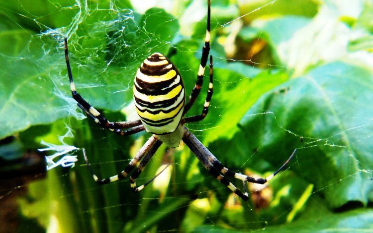 природа, макро, фон, паук, паутина, полосатый, nature, macro, background, spider, web, striped