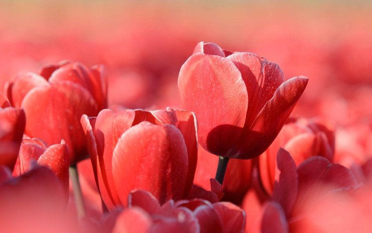 цветы, природа, лепестки, красные, весна, тюльпаны, flowers, nature, petals, red, spring, tulips
