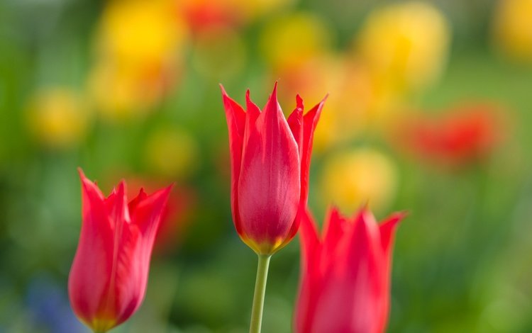 цветы, природа, лепестки, весна, тюльпаны, flowers, nature, petals, spring, tulips