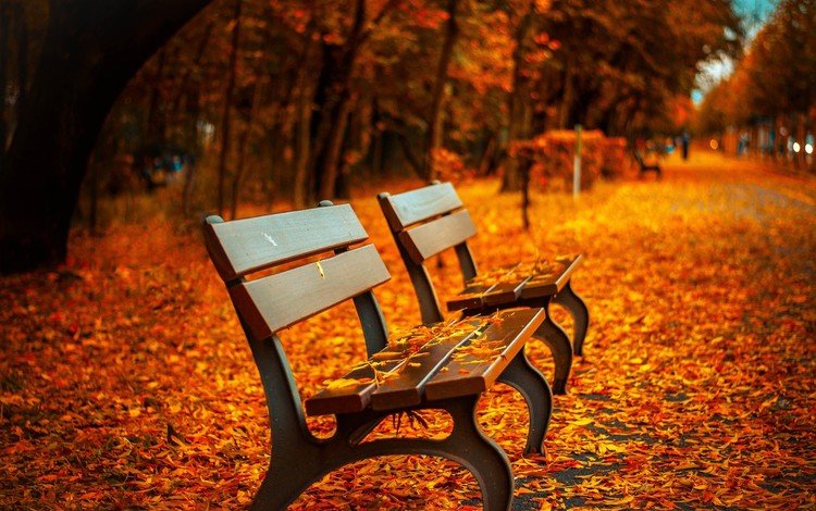 природа, листья, парк, осень, скамейки, осенние листья, nature, leaves, park, autumn, benches, autumn leaves