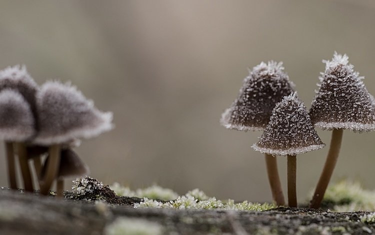 природа, макро, иней, грибы, шляпки, nature, macro, frost, mushrooms, hats
