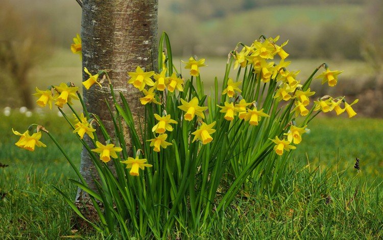 цветы, трава, природа, весна, нарциссы, flowers, grass, nature, spring, daffodils