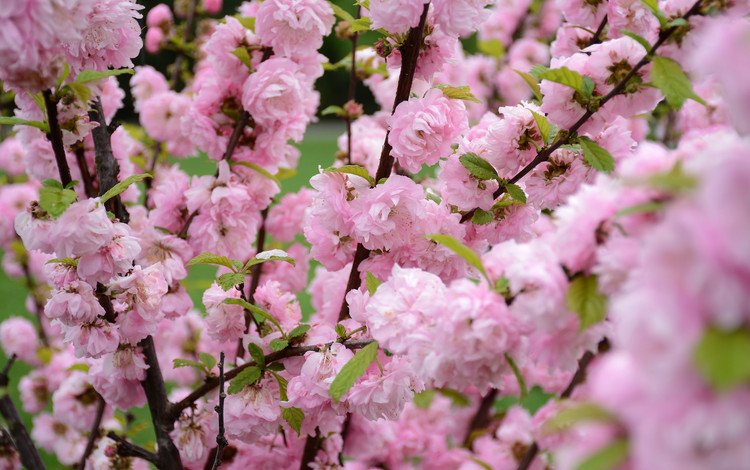 природа, цветение, весна, сакура, nature, flowering, spring, sakura