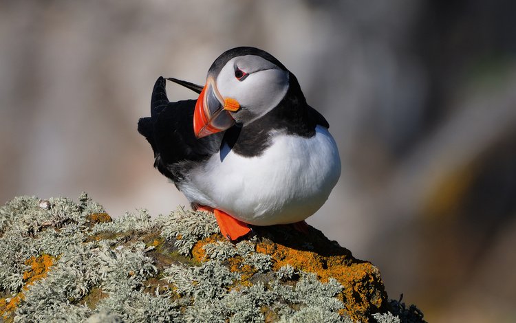 камень, птица, клюв, перья, тупик, атлантический тупик, stone, bird, beak, feathers, stalled, atlantic puffin