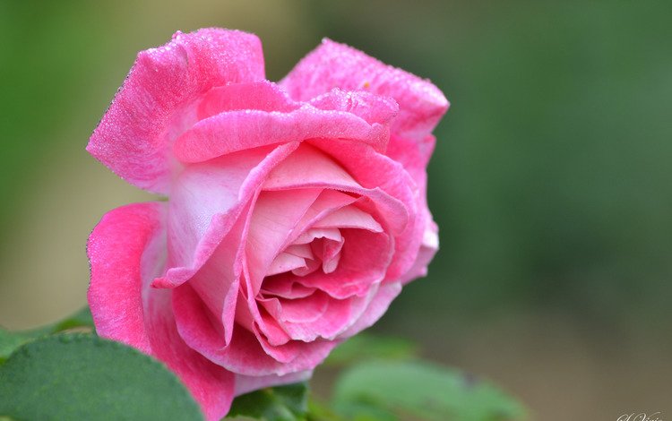 цветок, роза, лепестки, бутон, розовый, flower, rose, petals, bud, pink