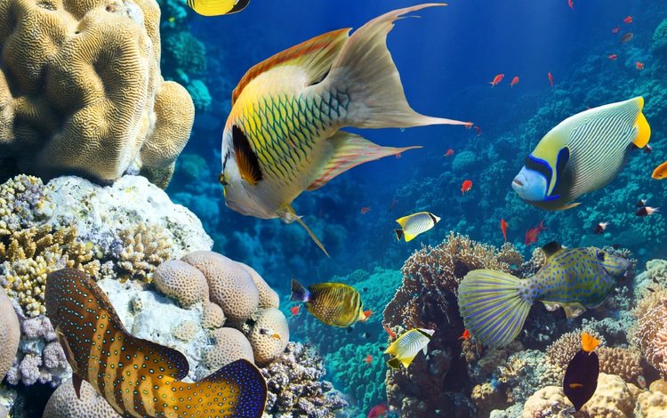 рыбы, океан, кораллы, риф, подводный мир, fish, the ocean, corals, reef, underwater world