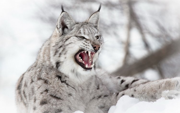 снег, зима, рысь, зубы, уши, пасть, дикая кошка, snow, winter, lynx, teeth, ears, mouth, wild cat