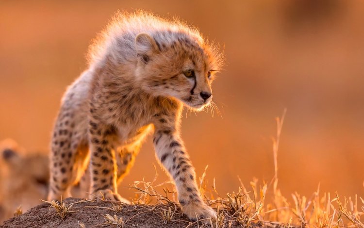 шерсть, маленький, хищник, грива, гепард, wool, small, predator, mane, cheetah