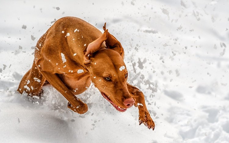 снег, зима, лапы, собака, уши, бег, венгерская выжла, snow, winter, paws, dog, ears, running, vizsla