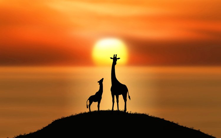 солнце, силуэты, холм, жирафы, the sun, silhouettes, hill, giraffes