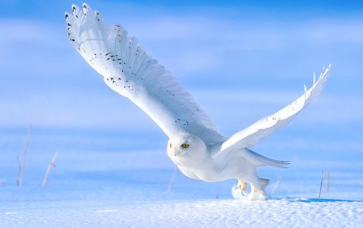 сова, снег, зима, крылья, птица, взлёт, белая, полярная, owl, snow, winter, wings, bird, the rise, white, polar