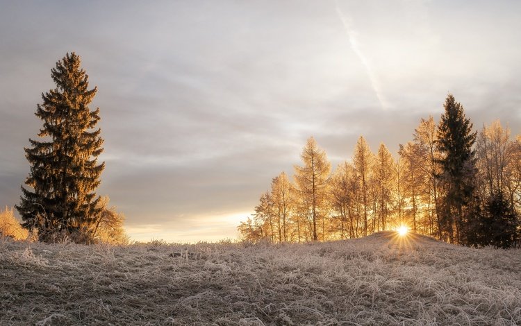 свет, деревья, солнце, зима, лучи, утро, иней, light, trees, the sun, winter, rays, morning, frost