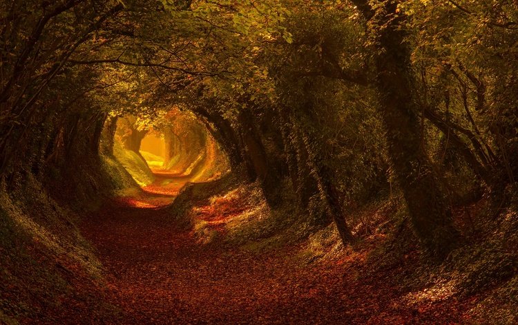 свет, дорога, деревья, листья, осень, тропа, light, road, trees, leaves, autumn, trail