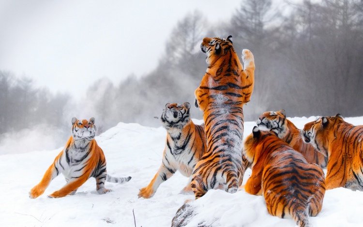тигр, снег, зима, прыжок, игра, стойка, тигры, tiger, snow, winter, jump, the game, stand, tigers