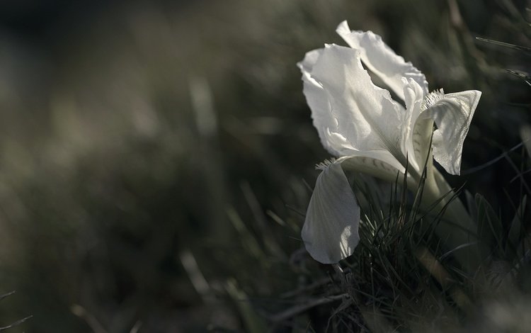 трава, цветок, лепестки, белый, ирис, grass, flower, petals, white, iris