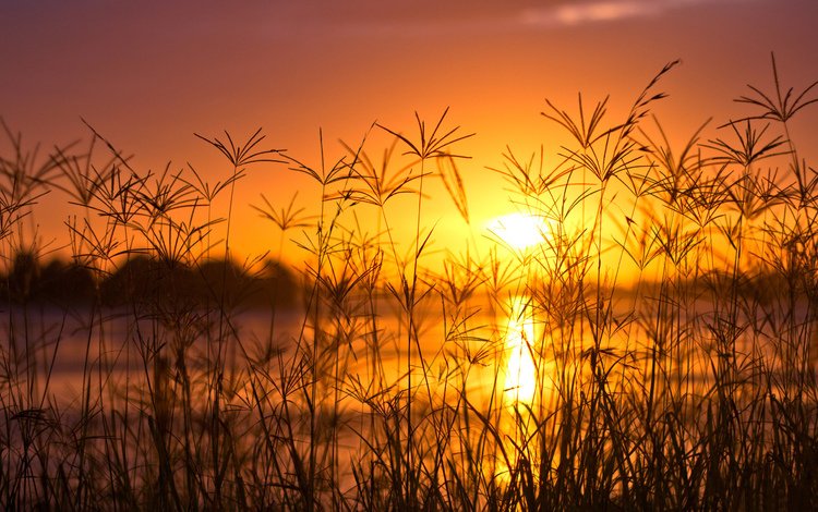 трава, вечер, озеро, солнце, природа, закат, фон, колоски, grass, the evening, lake, the sun, nature, sunset, background, spikelets