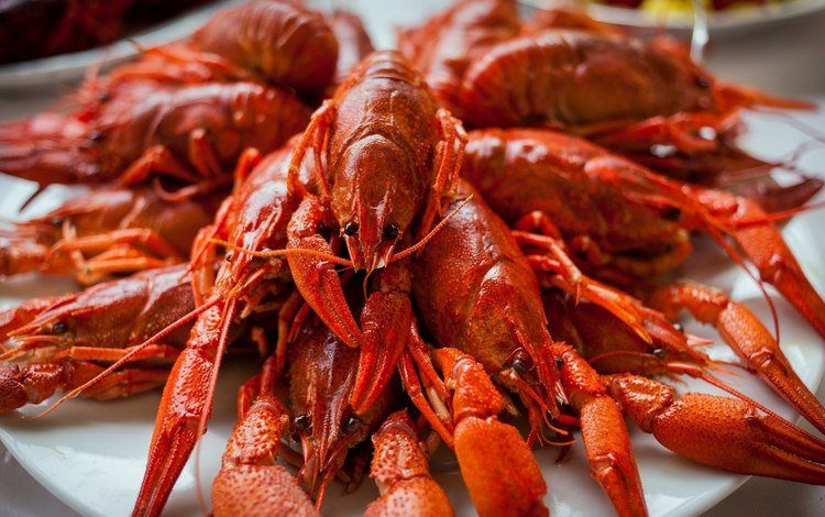 усы, красный, тарелка, морепродукты, рак, mustache, red, plate, seafood, cancer