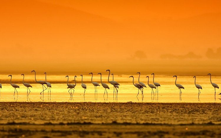 вечер, берег, закат, фламинго, птицы, the evening, shore, sunset, flamingo, birds
