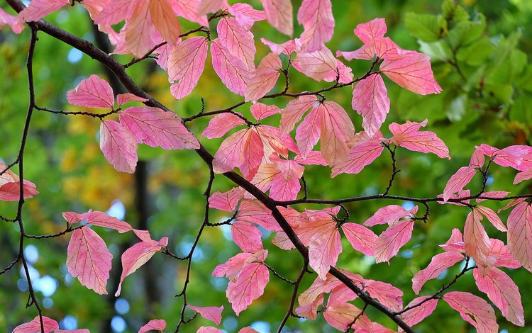ветка, природа, листья, макро, фон, осень, branch, nature, leaves, macro, background, autumn