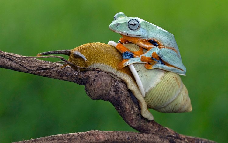 ветка, природа, фон, лягушка, улитка, branch, nature, background, frog, snail