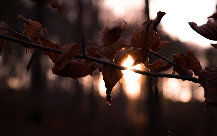 ветка, солнце, лес, листья, осень, branch, the sun, forest, leaves, autumn