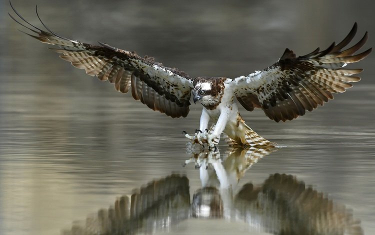 вода, крылья, птица, перья, когти, охота, скопа, water, wings, bird, feathers, claws, hunting, osprey