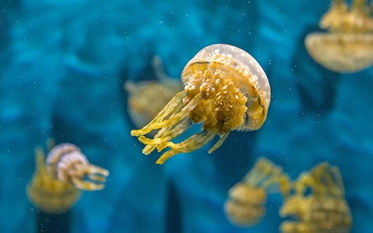 вода, море, океан, медузы, подводный мир, water, sea, the ocean, jellyfish, underwater world
