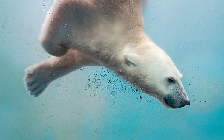 вода, море, полярный медведь, медведь, пузырьки, белый медведь, water, sea, polar bear, bear, bubbles