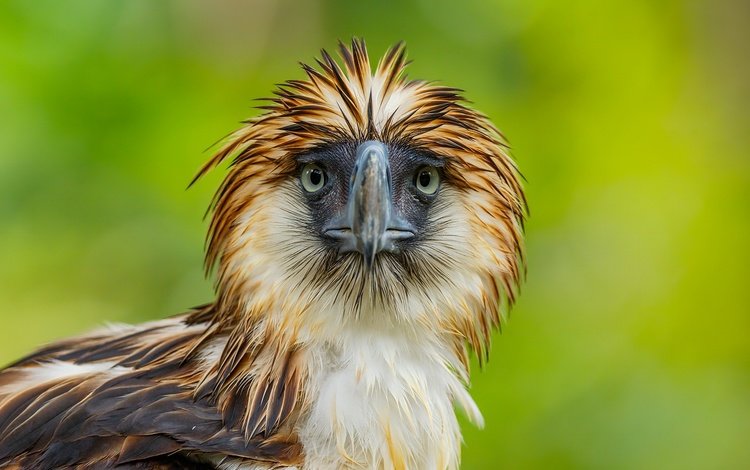 взгляд, орел, птица, клюв, перья, филиппинский орёл, look, eagle, bird, beak, feathers, philippine eagle