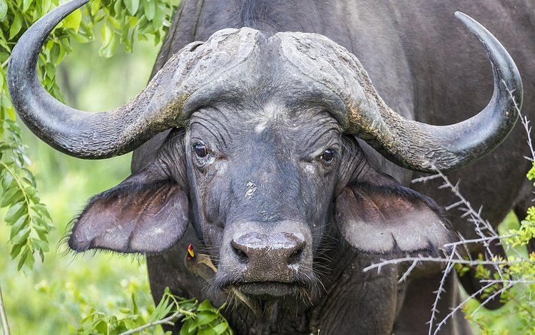 глаза, морда, природа, взгляд, рога, буйвол, eyes, face, nature, look, horns, buffalo