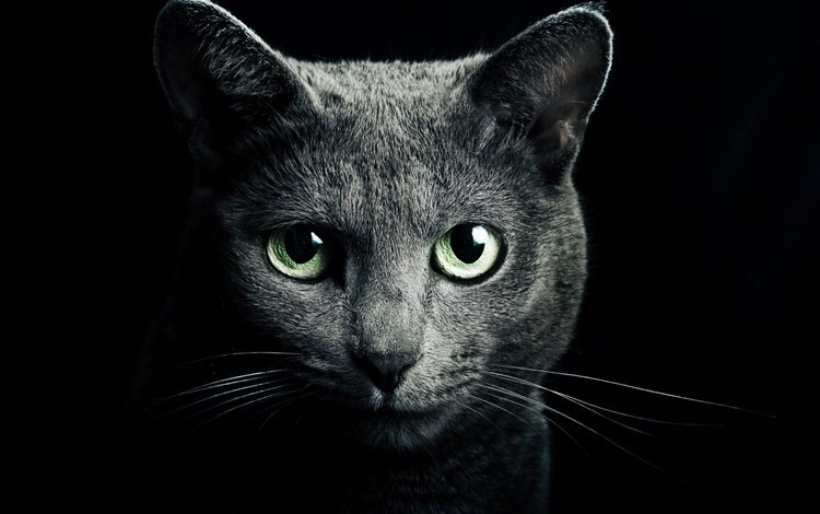 кот, усы, кошка, взгляд, темнота, зеленые глаза, ч, cat, mustache, look, darkness, green eyes, h