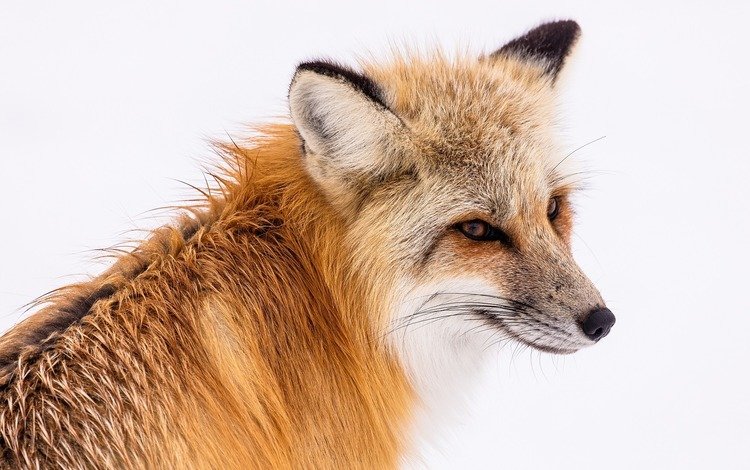 глаза, мордочка, взгляд, лиса, лисица, животное, eyes, muzzle, look, fox, animal