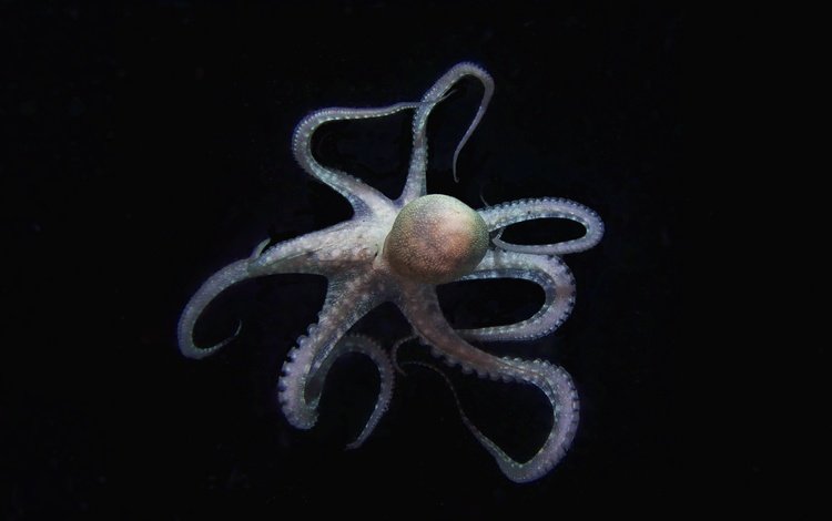 осьминог, черный фон, щупальца, подводный мир, octopus, black background, tentacles, underwater world
