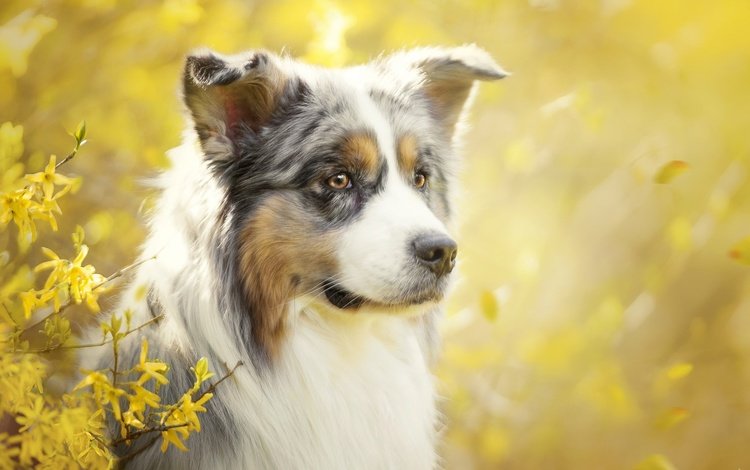 глаза, цветение, взгляд, собака, весна, австралийская овчарка, аусси, eyes, flowering, look, dog, spring, australian shepherd, aussie